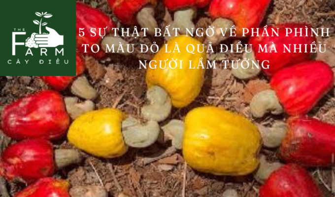 5 Sự Thật Bất Ngờ Về Phần Phình To Màu Đỏ Là Quả Điều Mà Nhiều Người Lầm Tưởng