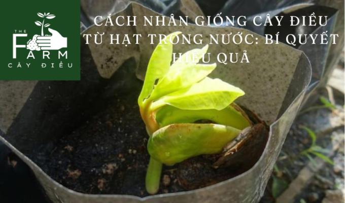 Cách nhân giống cây điều từ hạt trong nước: Bí quyết hiệu quả