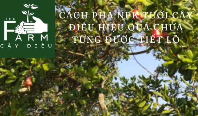 Cách pha NPK tưới cây điều hiệu quả chưa từng được tiết lộ