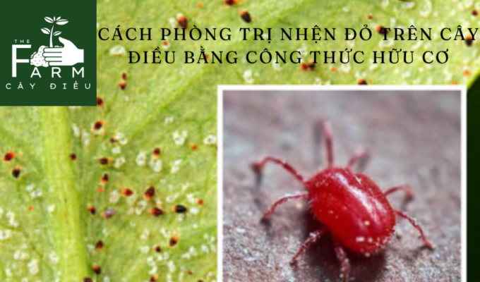 Cách phòng trị nhện đỏ trên cây điều bằng công thức hữu cơ