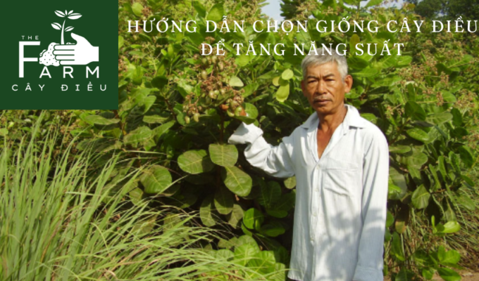 Hướng dẫn chọn giống cây điều để tăng năng suất: