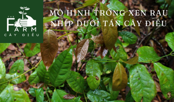 Mô hình trồng xen rau nhíp dưới tán cây điều