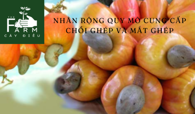 Mô hình trồng điều ghép: Nhân rộng quy mô cung cấp chồi ghép và mắt ghép