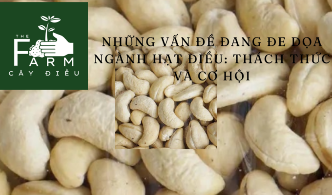 Những vấn đề đang đe dọa ngành hạt điều: Thách thức và cơ hội