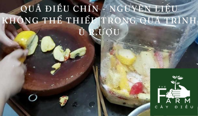 Quả điều chín - nguyên liệu không thể thiếu trong quá trình ủ r.ượu