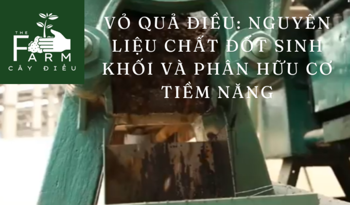 Vỏ quả điều: Nguyên liệu chất đốt sinh khối và phân hữu cơ tiềm năng